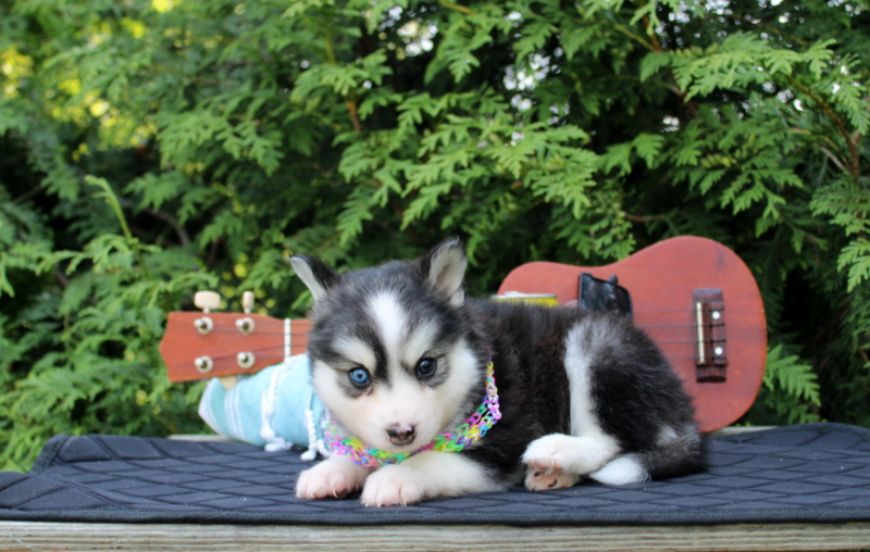 puppy, for, sale, Pomsky, Matthew B. Stoltzfus, dog, breeder, Gap, PA, dog-breeder, puppy-for-sale, forsale, nearby, find, puppyfind, locator, puppylocator, aca